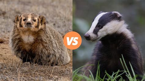 American Badger Vs European Badger Youtube