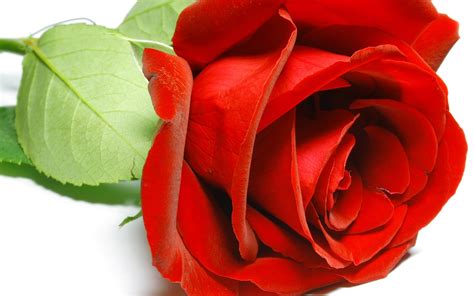 Red Rose Wallpapers Pictures Images