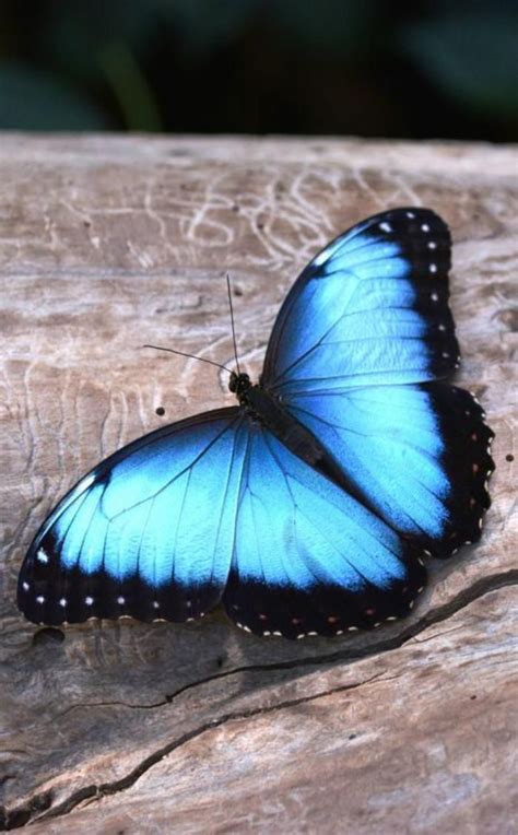 La Beauté De La Planète Jolies Photos De Papillons Archzinefr