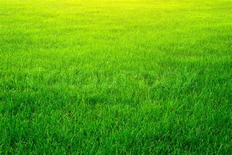 Green Grass Background Stock Image Colourbox