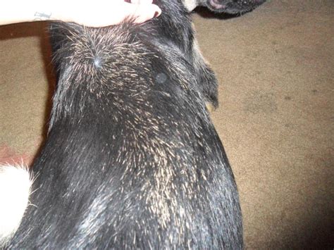 Dry Skin On German Shepherd Remedy And Treatment