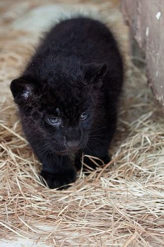 Baby Animals Black Jaguar Cub By Jeremy Cozannet Flickr