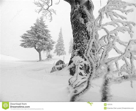 Winter Stock Image Image Of Horizon Morning Pure Background 127275