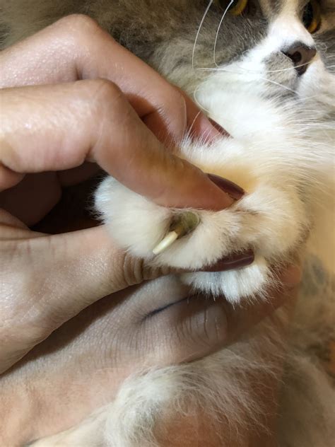 Infected Claw Thecatsite