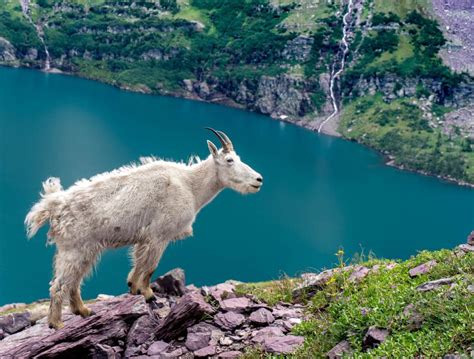 Mountain Goat In Glacier National Park Shutterbug