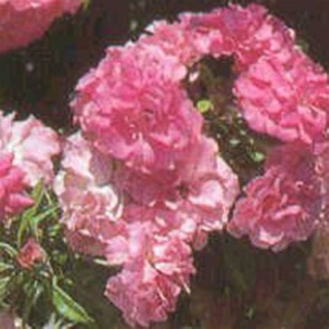 Weeping China Doll Tree Rose Hubpages