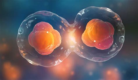 Para Que Sirven Las Celulas Madre Embrionarias Compartir Celular