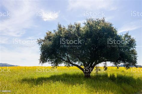 Lone Tree In A Field With Soft Clouds In A Blue Sky Stock Photo