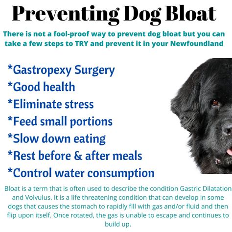 What Are The Signs Of Bloat In A Dog