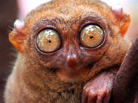 A Close Up Of A Small Animals Face With Big Eyes And Brown Fur
