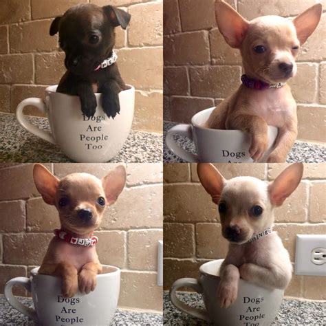 Teacup chihuahua puppies for sale wi. Chihuahua Puppies Available for Adoption!