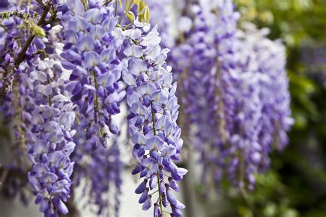Home Depot Is Selling Wisteria For Just 23