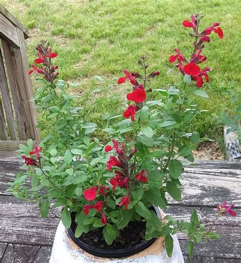 Maybe you would like to learn more about one of these? Photo of the seedling or young plant of Autumn Sage ...