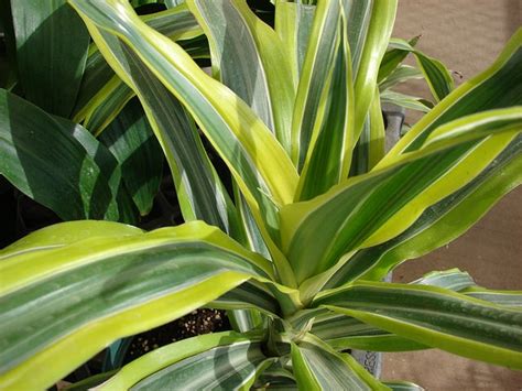 Dracaena Fragrans Corn Plant Cornstalk Plant Dracaena Dragon Tree