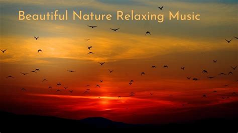 beautiful nature relaxing music nature sounds forest music meditation stress relief sleep