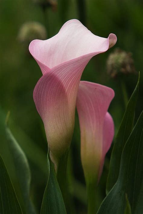 Pin By Davanna Garrett On Plants Calla Lily Flowers Pink Calla