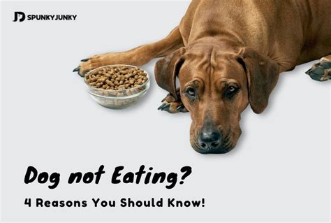 Dog Not Eating 4 Reasons You Should Know Spunkyjunky