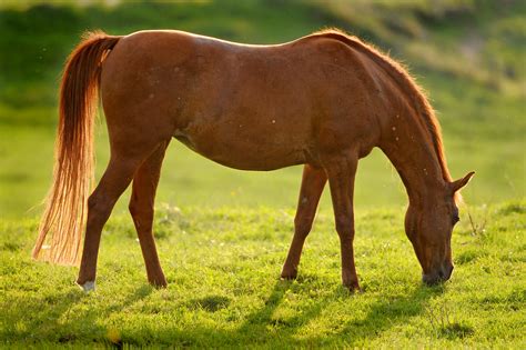 Backlight Brown Horse Another Horse Grazing This Time Thi Flickr