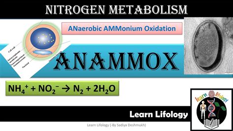 Anammox Anaerobic Ammonium Oxidation Nitrogen Metabolism Youtube