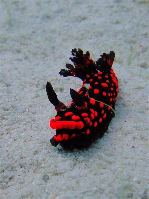 Red Nudibranch Sea Slug Beautiful Sea Creatures Sea Snail
