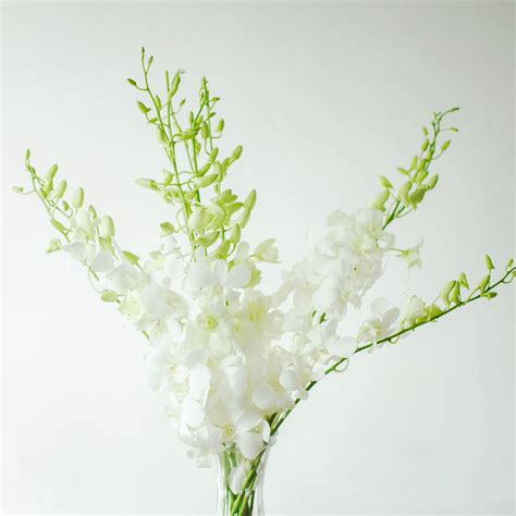 Fresh Dendrobium Orchid Bunch Pure White 10 Stems Bunch Etsy
