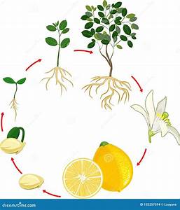 Meyer Lemon Tree Fruit Cycle