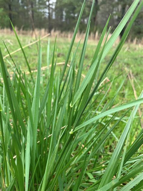 Herbicide Options For Tall Fescue Seedhead Suppression Alabama