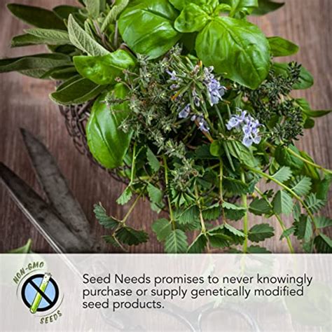 Seed Needs Culinary Herb Collection 12 Individual Herb Seeds For