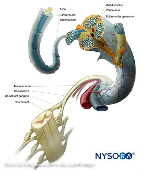 The majority of the peripheral nerve injuries (pni) occur in the upper extremity and are secondary to. Neurologic injury to peripheral nerve blocks - NYSORA ...