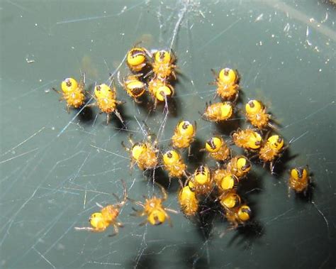 Orbweaver Spiderlings Araneus Diadematus Bugguidenet