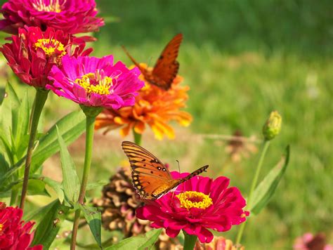 Zinnias With Butterflies 1 By Fully Stocked On Deviantart