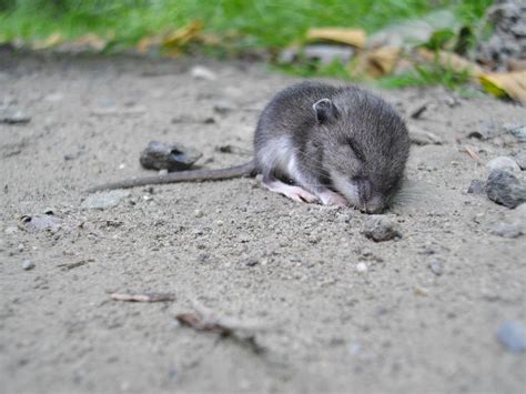 Check spelling or type a new query. baby field mouse | Quiet as a ........ | Pinterest