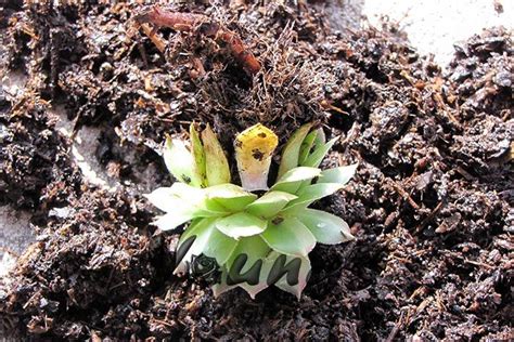 Moon cactuses only need to be watered every two weeks (potentially even less in winter) and should completely dry out between waterings. 17 Best images about Succulent - Growing Tips on Pinterest ...