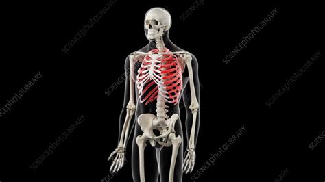 Human Ribs Stock Video Clip K0082513 Science Photo Library