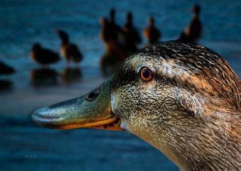 Duck Watching Ducks Photograph By Bob Orsillo Fine Art America