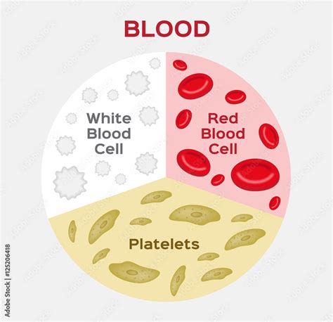 Red Blood Cells And White Blood Cells Diagram