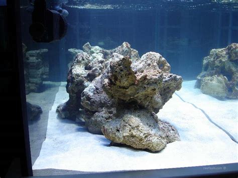 Soaking previously live rock in a solution of bleach or acid is a much safer and effective method of removing organic material from live rock. Tips on Designing a Custom Reef Tank - ReefBum