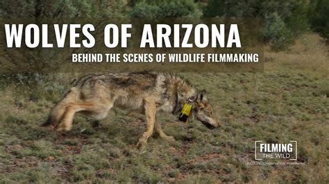 Wolves Of Arizona Filming Endangered Mexican Gray Wolves Youtube