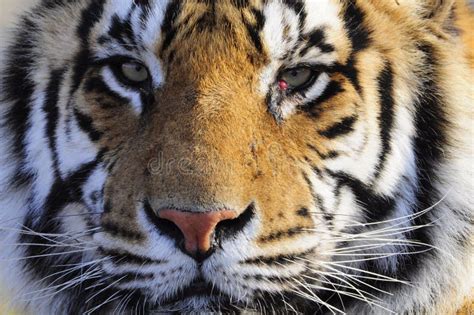 3068 Bengal Tiger Up Close Stock Photos Free And Royalty Free Stock