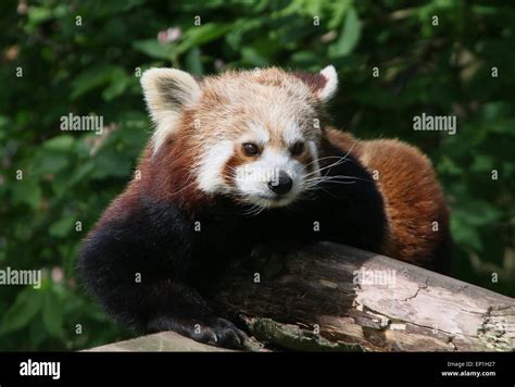 Asian Red Panda Ailurus Fulgens At Ouwehands Zoo Rhenen The
