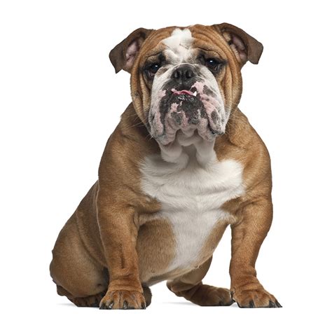 Pet registry is a free utility to register your dog or cat with the city that you live in. Bulldog - America's Pet Registry