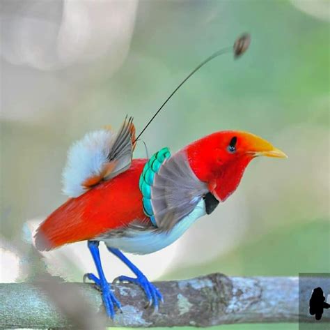 The King Bird Of Paradise Is A Passerine Bird Of The Paradisaeidae