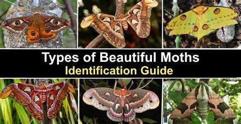 20 Types Of Beautiful Moths With Pictures Identification Guide