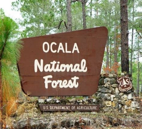 Image Result For Ocala National Forest Christmas Tree Ocala National