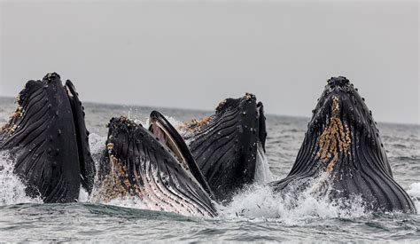 Highest Number Of Humpback Whales Recorded In The Salish Sea Ocean