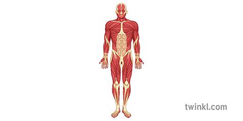 Muscular System Illustration Twinkl