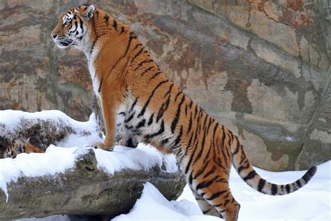Siberian Tiger Amur Tiger Facts For Kids Pictures Habitat