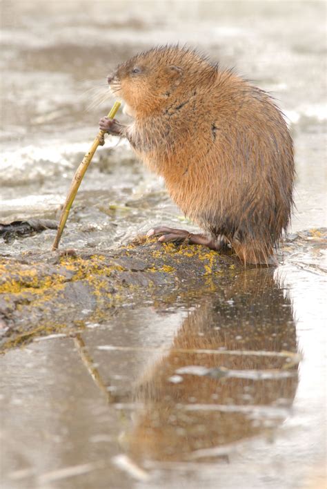 Hinterland Whos Who Muskrat