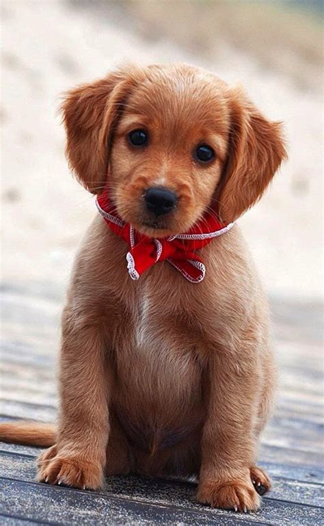 Most Unique Dog Cute Baby Golden Retriever Puppy So Sweet Face