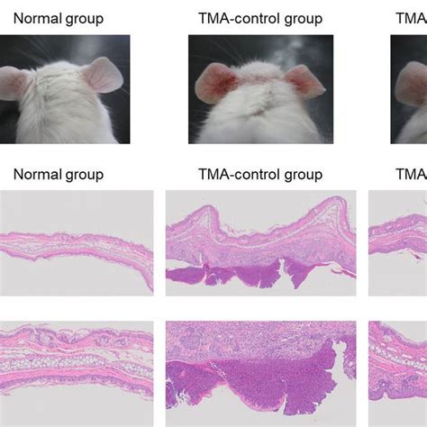 Skin Inflammation Mice With Atopic Dermatitis Induced By Repeated